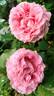 Corail Gelée rose photo