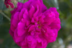 Rubra rose photo