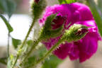 Rubra rose photo