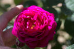Rubra rose photo