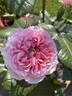 Chloe ™ rose photo