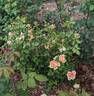 Ambridge Rose ® rose photo