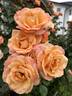 Della Balfour rose photo