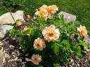 At Last rose photo