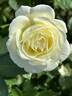 Macy's Pride™ rose photo