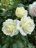 Macy's Pride™ rose photo