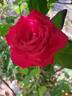 Lolita Lempicka ® rose photo