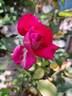 Berthe Morisot rose photo
