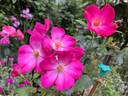 Talbot House® rose photo