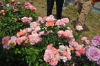 Dornburger Schlossrose rose photo