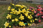KO 13/3947-09 rose photo