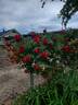 Florentina rose photo