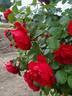 Florentina rose photo