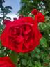 Florentina rose photo