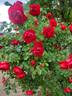 Florentina rose photo