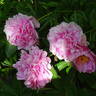 Dr. Alexander Fleming peony photo