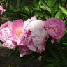 Dr. Alexander Fleming peony photo
