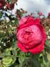 Benjamin Britten rose photo