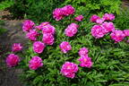 Dr. H. C. Steffen peony photo