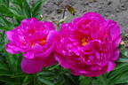 Dr. H. C. Steffen peony photo