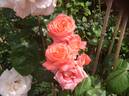 Folklore rose photo