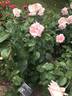 Pink Promise rose photo