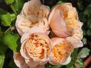 Belle Romantica rose photo