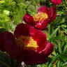 Alexandra peony photo