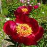 Alexandra peony photo