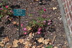 St. Prix de Breuze rose photo