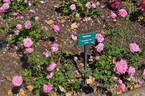 Hermosa rose photo