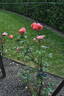 Annie's Song rose photo