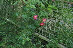 Satchmo ® rose photo