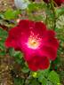 Bee's Paradise rose photo