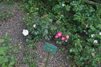 Anniversary rose photo