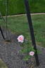Dame Nellie Melba rose photo
