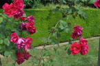 Birthday Present rose photo