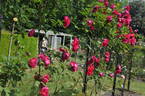 Birthday Present rose photo