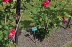 Birthday Present rose photo