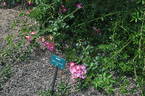 Wistful ™ rose photo