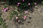Minnie Pearl ™ rose photo