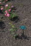 Color Magic rose photo