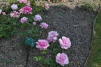 Earth Song rose photo