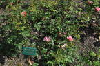 Summer Wind rose photo