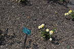 Rise 'n' Shine rose photo