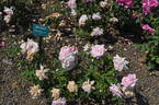 Barn Dance rose photo