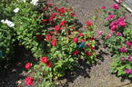Champlain rose photo