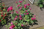 Cuthbert Grant rose photo