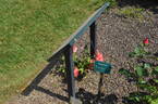 Brigadoon ™ rose photo