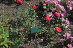 Elizabeth Taylor rose photo